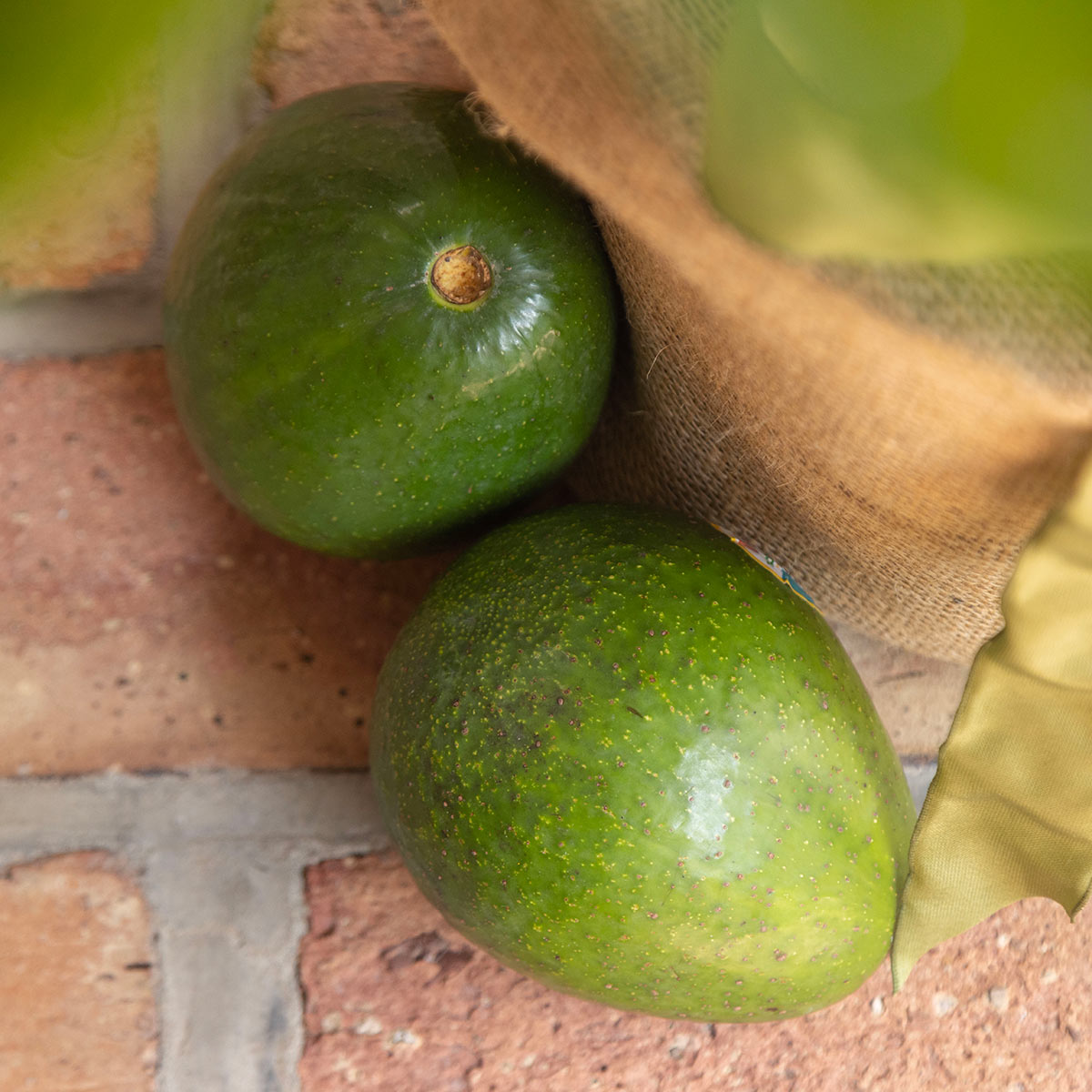 Avocado Tree