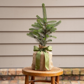 Blue Spruce Tree