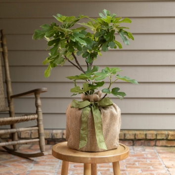 Fruitful Fig Tree