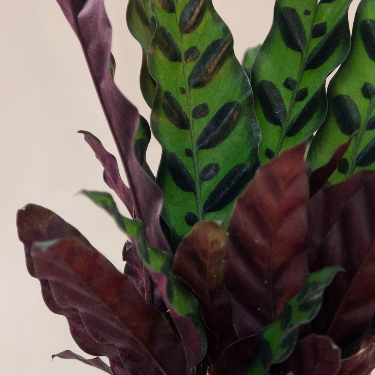Lancifolia