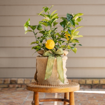 Meyer Lemon Tree