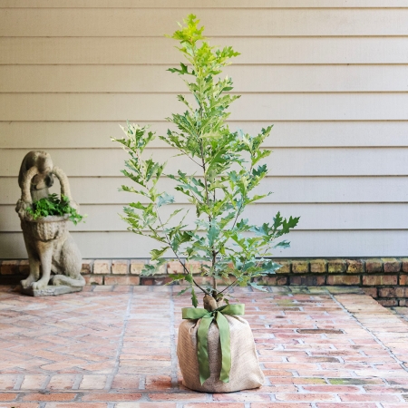 Enduring Oak Tree