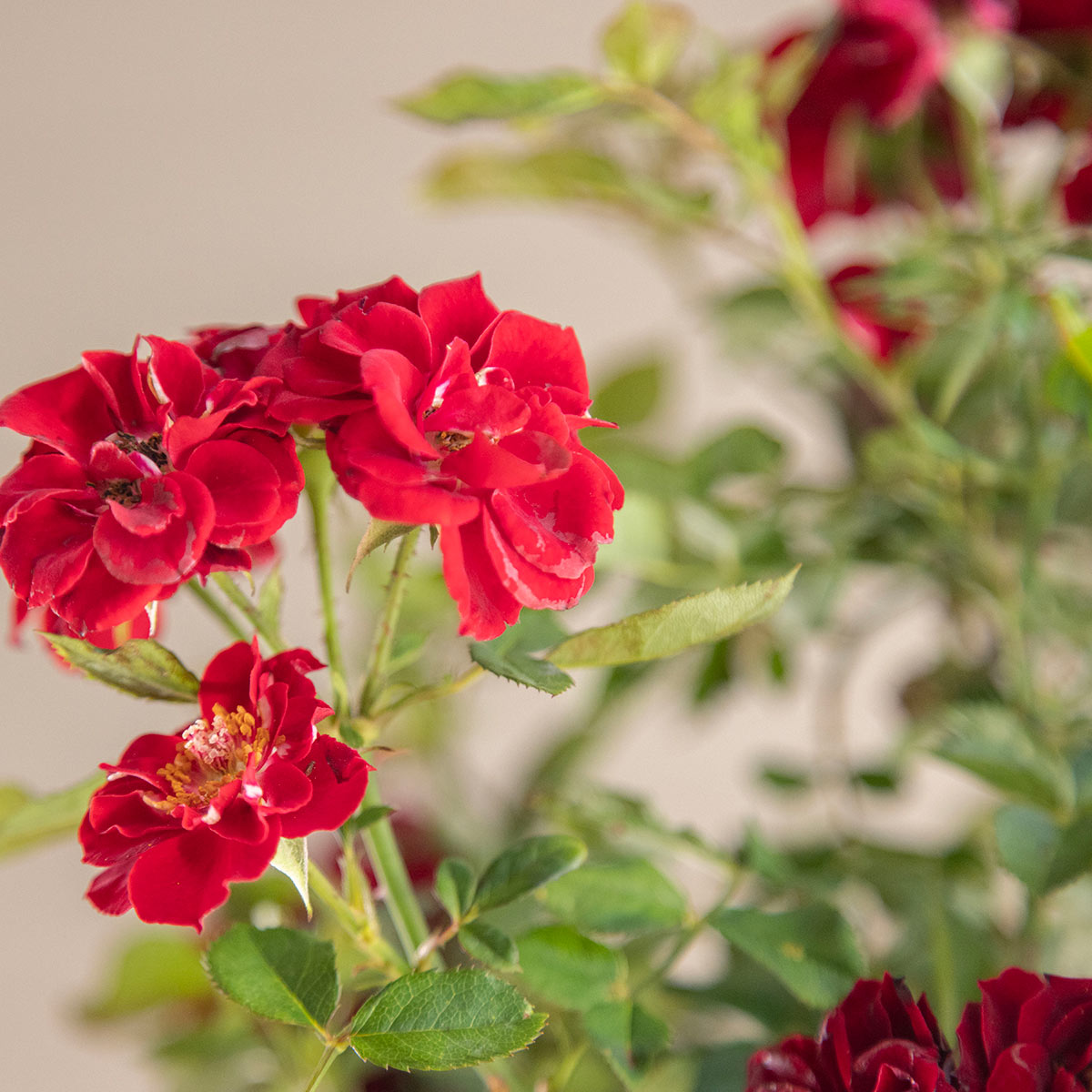 Dwarf Rose Topiary
