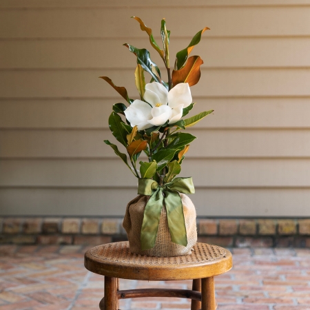 Southern Magnolia Tree